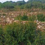 Olbia: visit a myrtle-making factory with tasting - Who Will Love This Tour?