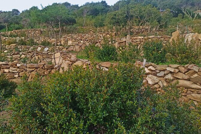 Olbia: visit a myrtle-making factory with tasting - Who Will Love This Tour?