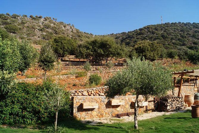 Olive Mill Festival - An In-Depth Look at the Olive Mill Festival