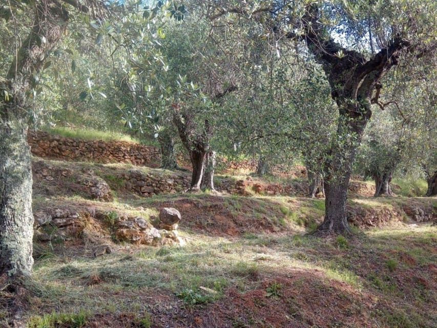 Olive Mill Tour with Oil and Food Tastings near Pisa - Exploring the Olive Oil Journey: A Complete Review