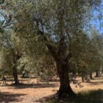Olive Mill Tour with Olive Oil Tasting in Sassari - A Genuine Look at Sardinian Olive Oil Through the Lens of the Olive Mill Tour