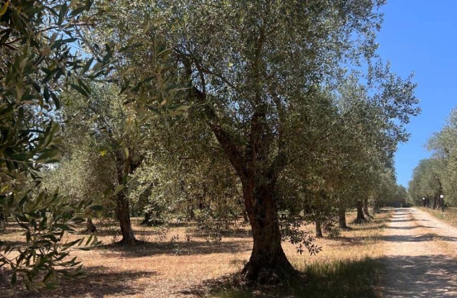 Olive Mill Tour with Olive Oil Tasting in Sassari - A Genuine Look at Sardinian Olive Oil Through the Lens of the Olive Mill Tour