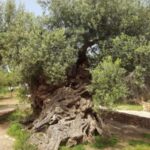 Olive Mill Visit & Olive oil Tasting 3-hour Trip Private - FAQs