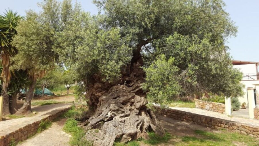 Olive Mill Visit & Olive oil Tasting 3-hour Trip Private - FAQs