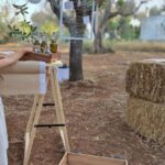 Olive Oil and almond Tour and Tasting: Brindisi, Ostuni - Exploring Apulia’s Olive Heritage