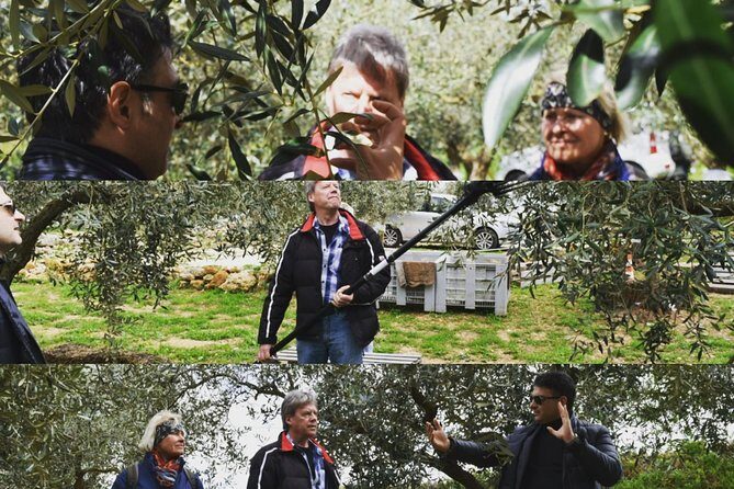 Olive Oil Experience - A Full Breakdown of the Olive Oil Experience