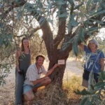 Olive Oil Seminar with Tasting in Metaggitsi - Halkidiki. - An In-Depth Review of the Olive Oil Seminar Experience