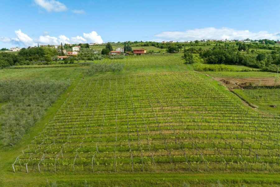 Olive Oil Tasting Experience a Journey of Flavors and Aromas - Who Will Enjoy This Tour?