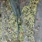 Olive Oil Tasting Tour - Exploring the Olive Oil Tasting Tour in Detail