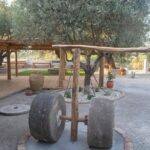 Olive Tour & Tasting - The Sum Up