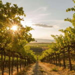 Oliver: Oliver Full Day Guided Wine Tour - A Deep Dive into the Oliver Full Day Guided Wine Tour