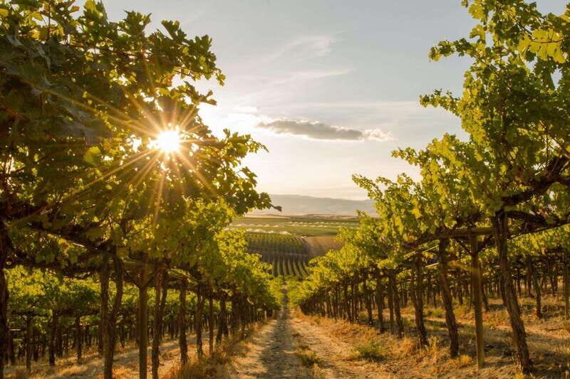Oliver: Oliver Full Day Guided Wine Tour - A Deep Dive into the Oliver Full Day Guided Wine Tour
