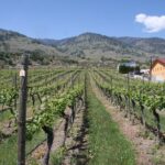 Oliver & Osoyoos Private Wine Tour - Half Day - What Makes This Tour Valuable?