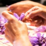 Olmedo: visit to the saffron workshop with tasting - The Sum Up