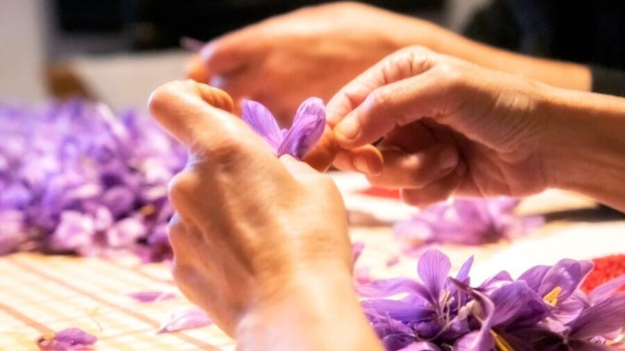 Olmedo: visit to the saffron workshop with tasting - The Sum Up