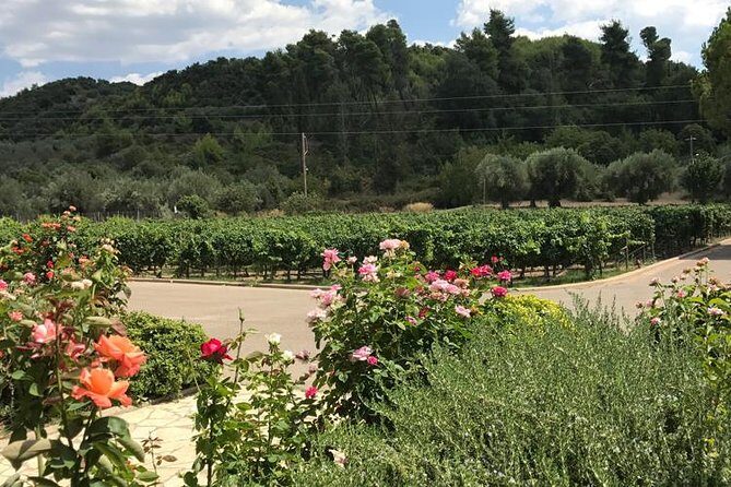 Olympia - Full day Tour with mini bus - An In-Depth Look at Olympias Full-Day Private Tour