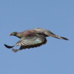 One Day Birding Adventure - Final Thoughts