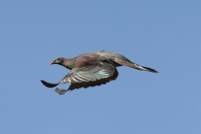 One Day Birding Adventure - Final Thoughts