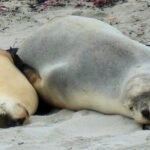 One Day Kangaroo Island Highlights Tour - Final Thoughts: Is It Worth It?
