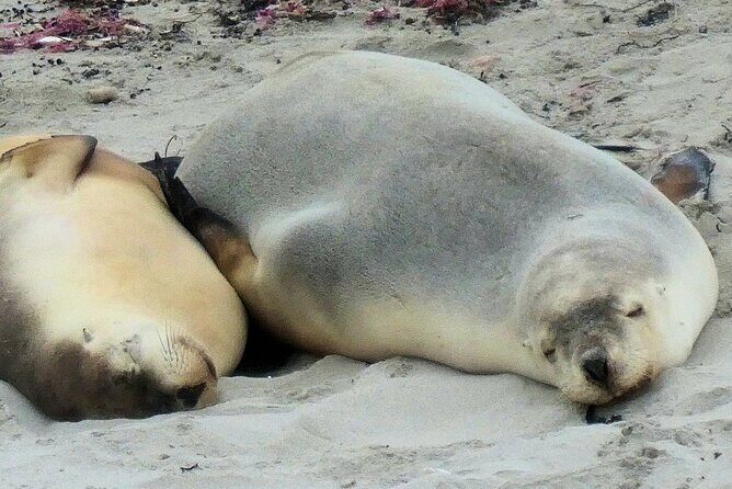 One Day Kangaroo Island Highlights Tour - Final Thoughts: Is It Worth It?
