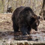 One day trip Bear Sanctuary Dracula Castel and Rasnov Fortress from Brasov - Who Is This Tour Best For?