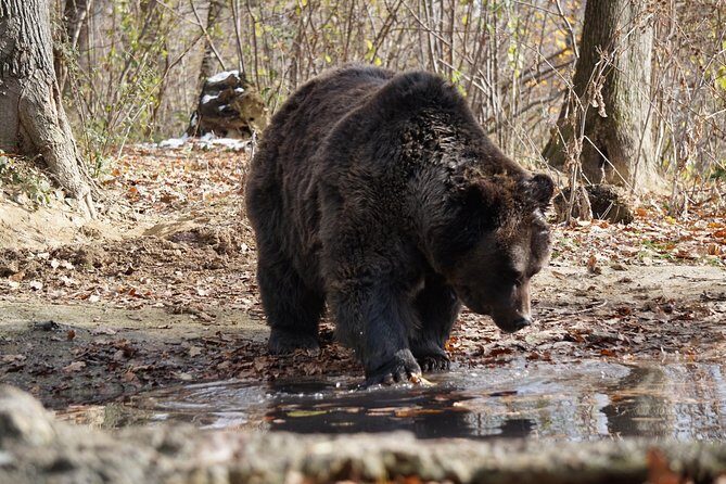 One day trip Bear Sanctuary Dracula Castel and Rasnov Fortress from Brasov - Who Is This Tour Best For?