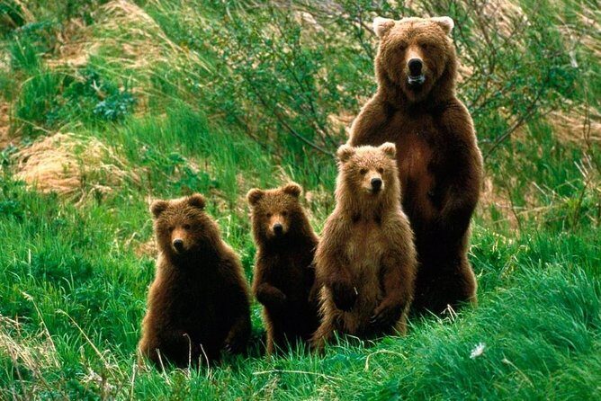 One day trip Bear Sanctuary, Dracula Castle, Rasnov Fortress from Brasov - Frequently Asked Questions