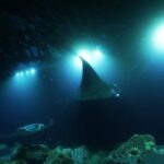 One Tank Manta Night Dive and Snorkel - Who Should Consider This Tour?
