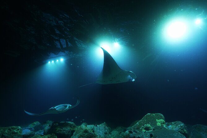 One Tank Manta Night Dive and Snorkel - Who Should Consider This Tour?