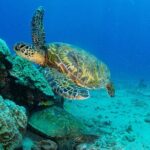 One Tank Scuba Diving in Kauai South Shore Certified Diver Only - FAQs