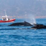 Open Boat Whale Watching - Deep Dive into the Details