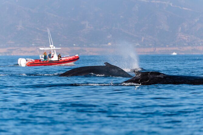 Open Boat Whale Watching - Deep Dive into the Details