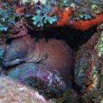 Open Water Diver Course SSI or PADI - Who will love this experience?