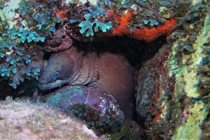 Open Water Diver Course SSI or PADI - Who will love this experience?