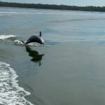 Orange Beach: Dolphin-Watching Eco-Boat Tour - A Closer Look at the Orange Beach Dolphin Eco-Boat Tour