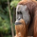 Orangutan Experience at Melbourne Zoo - excl. entry - Final Thoughts