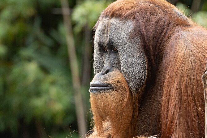 Orangutan Experience at Melbourne Zoo - excl. entry - Final Thoughts