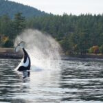 Orcas Island: Orca Whales guaranteed boat tour - Price and Value Analysis