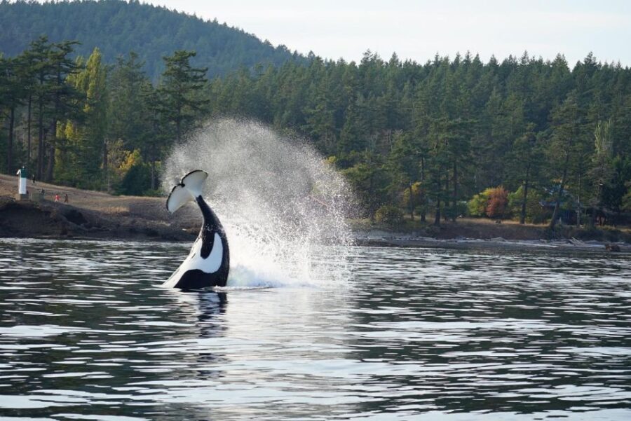 Orcas Island: Orca Whales guaranteed boat tour - Price and Value Analysis