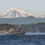 Orcas Island: Whale and Orca Guided Speedboat Tour - Final Thoughts