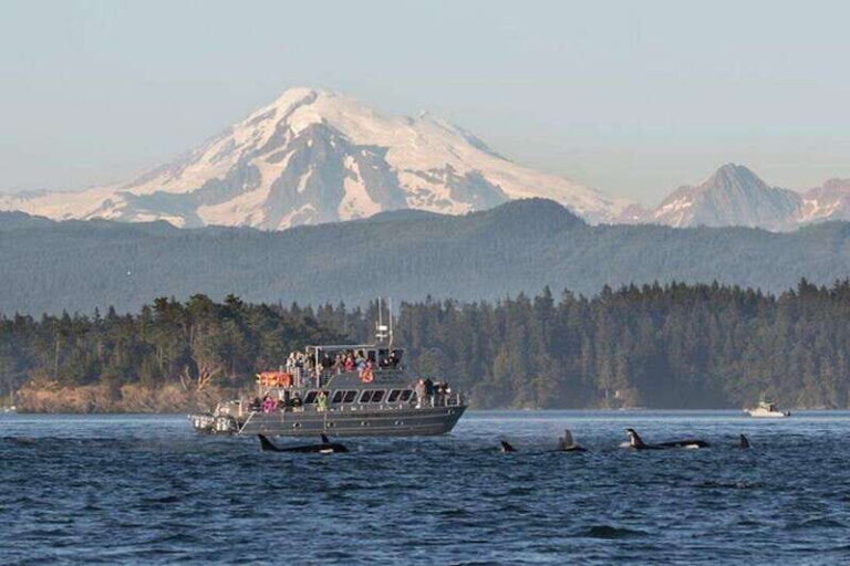 Orcas Island: Whale and Orca Guided Speedboat Tour - Final Thoughts