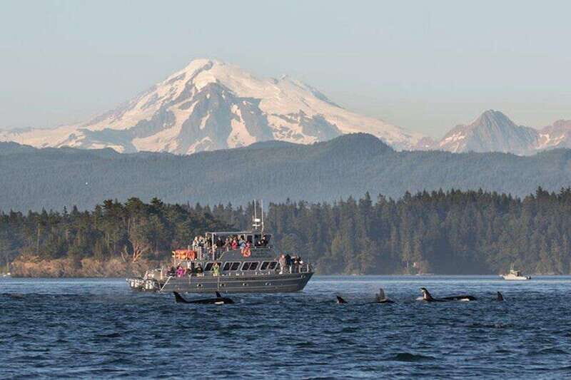 Orcas Island: Whale and Orca Guided Speedboat Tour - Final Thoughts