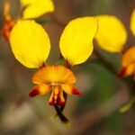 Orchids and Wildflowers Photographic Day tour from Perth - Who Should Take This Tour?