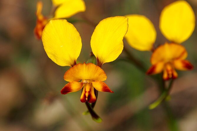 Orchids and Wildflowers Photographic Day tour from Perth - Who Should Take This Tour?
