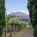 Organic Wine Tasting & Lunch on Vesuvius with Transfer from Sorrento Peninsula - The Price and Its Value