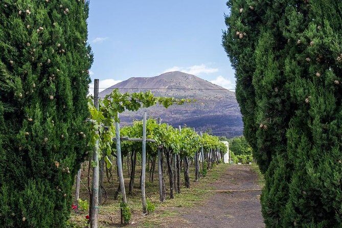 Organic Wine Tasting & Lunch on Vesuvius with Transfer from Sorrento Peninsula - The Price and Its Value