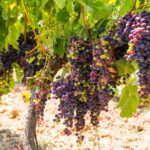 Organic Wine Tasting with Saint paul Half Day Tour from Nice - The Sum Up: Is This Tour Worth It?