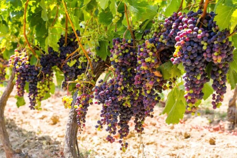 Organic Wine Tasting with Saint paul Half Day Tour from Nice - The Sum Up: Is This Tour Worth It?