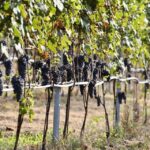Organic Winery Visit near Turin with Wine & Food Tasting - The Wine Tasting Experience and Food Pairings