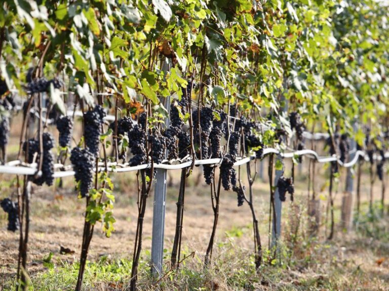 Organic Winery Visit near Turin with Wine & Food Tasting - The Wine Tasting Experience and Food Pairings